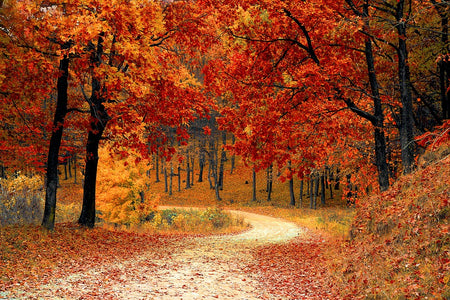 What Type of Bedding is Best for Autumn? What Type of Bedding is Best for Autumn?