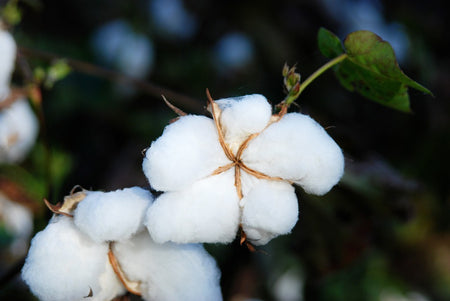 Cotton vs Polycotton Bed Sheets: Everything You Need to Know Cotton vs Polycotton Bed Sheets: Everything You Need to Know