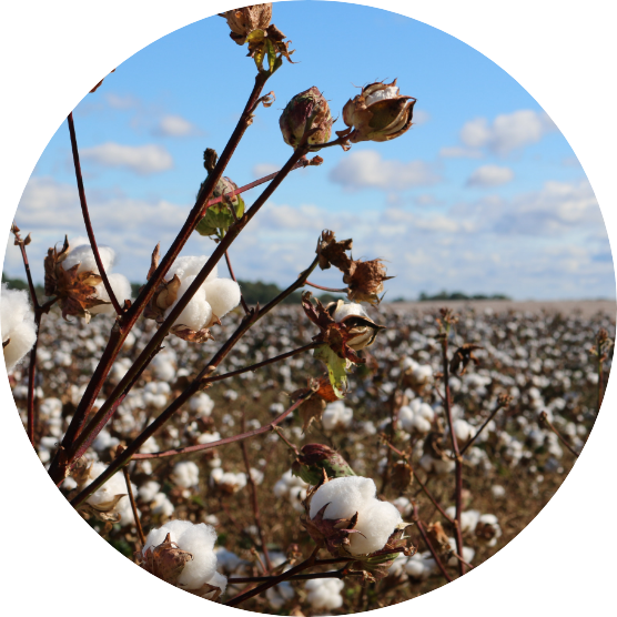 Responsibly Sourced Cotton Responsibly Sourced Cotton