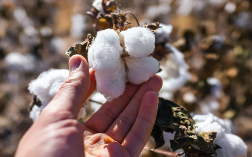 Sustainably Made & Vegan Sustainably Made & Vegan